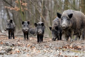 University of Illinois Extension explores invasive wildlife threats 