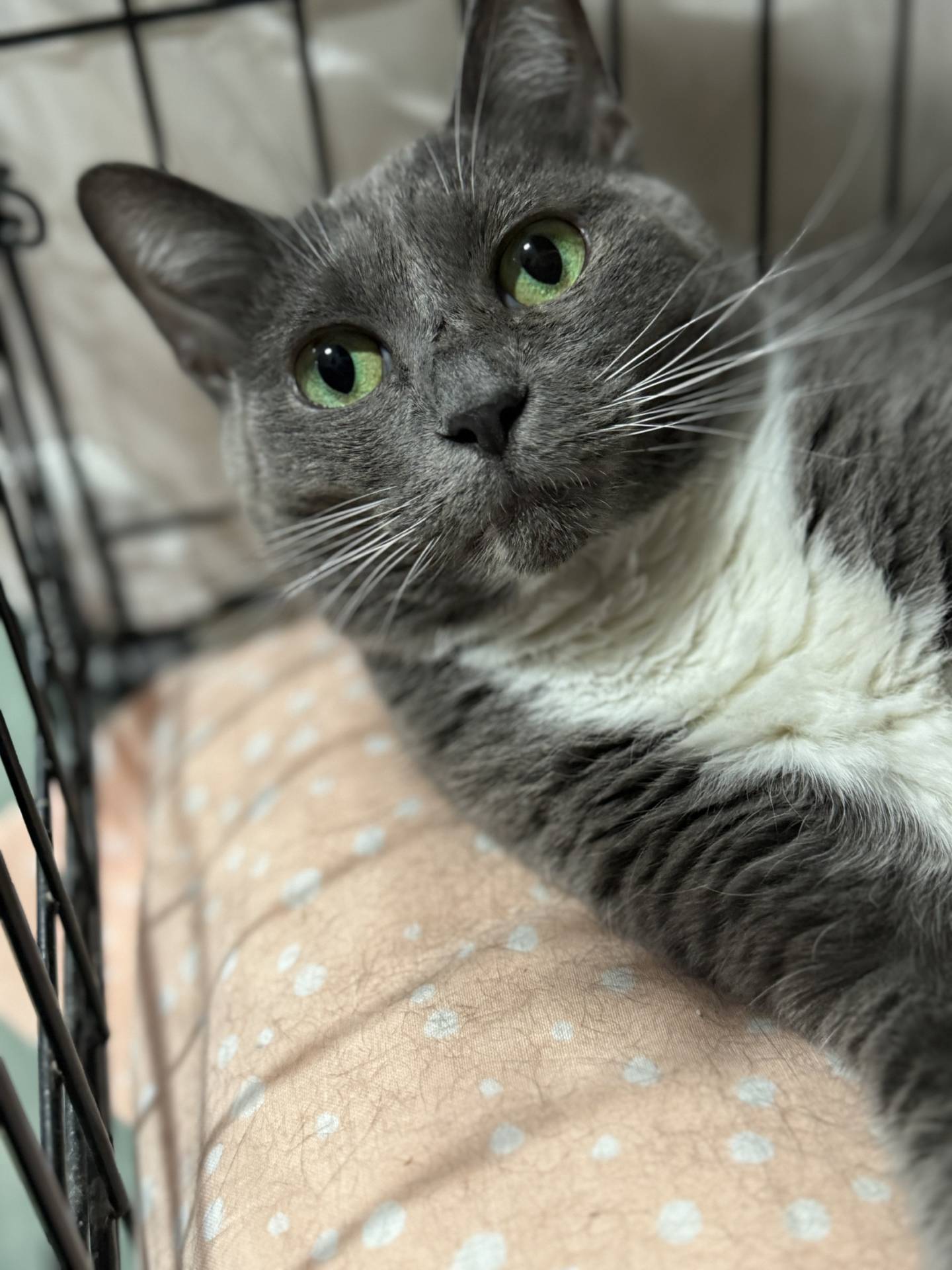 Five-year-old Julie was rescued from an animal control in Kentucky and then lived in a foster home. She likes pets, is playful and loves playing with other cats. She’s done well with a dog. Julie is friendly but knows what she likes – respect her independence and she will be a great companion. To meet Julie, email Catadoptions@nawsus.org. Visit nawsus.org.