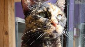 Uniquely vocal feline ready to sing for her forever family