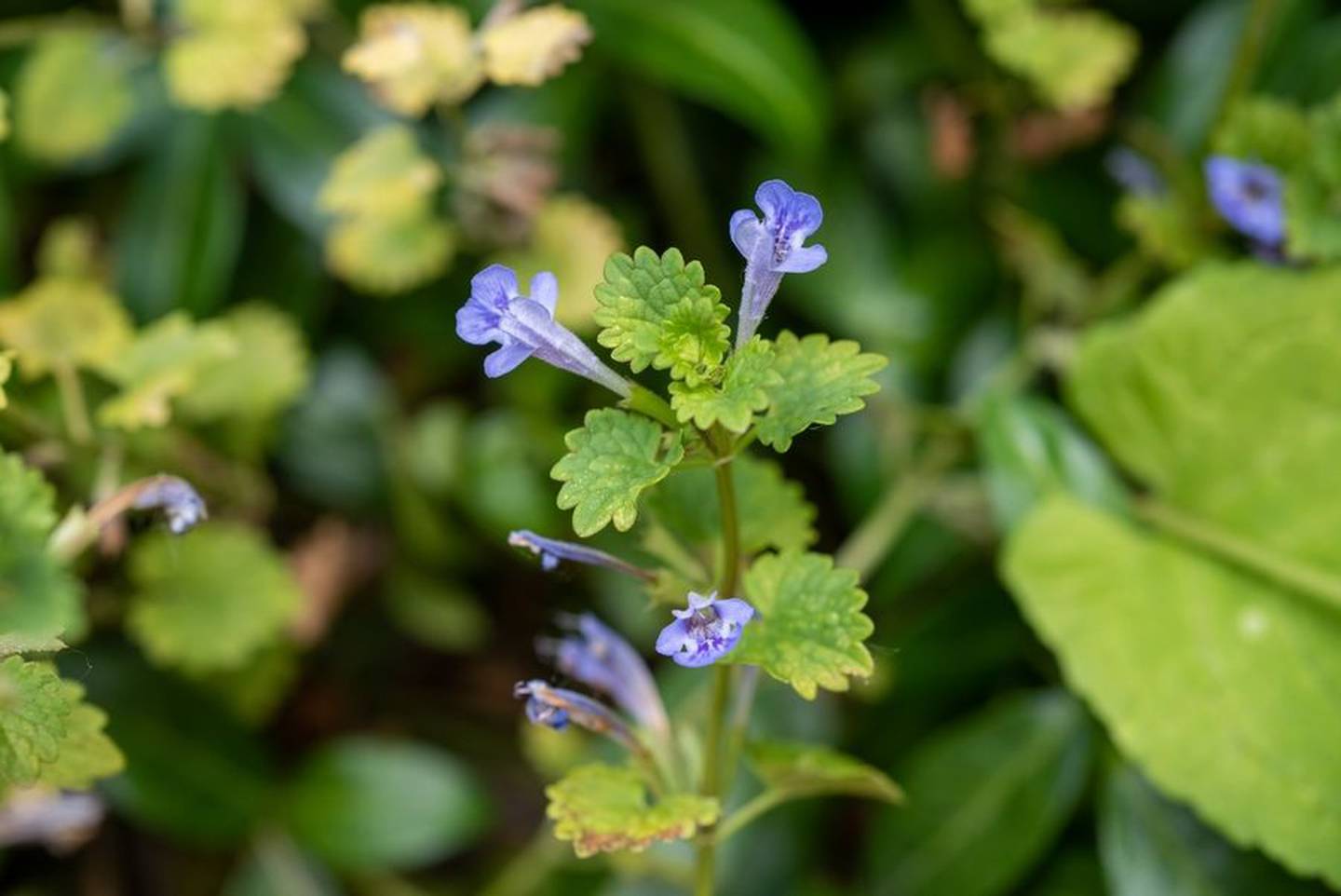 Ground-ivy, or creeping Charlie, can give you a run for your money in the battle to eradicate weeds.  Your best bet is to pull it as soon as you notice it.