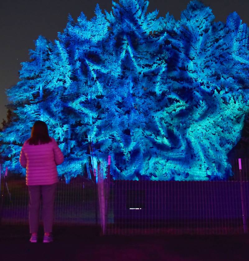 Morton Arboretum’s “Illumination” holiday lights show features 18 displays on a mile-long paved walking trail. “Treemagination” uses projection mapping to display 
patterns on pine trees.