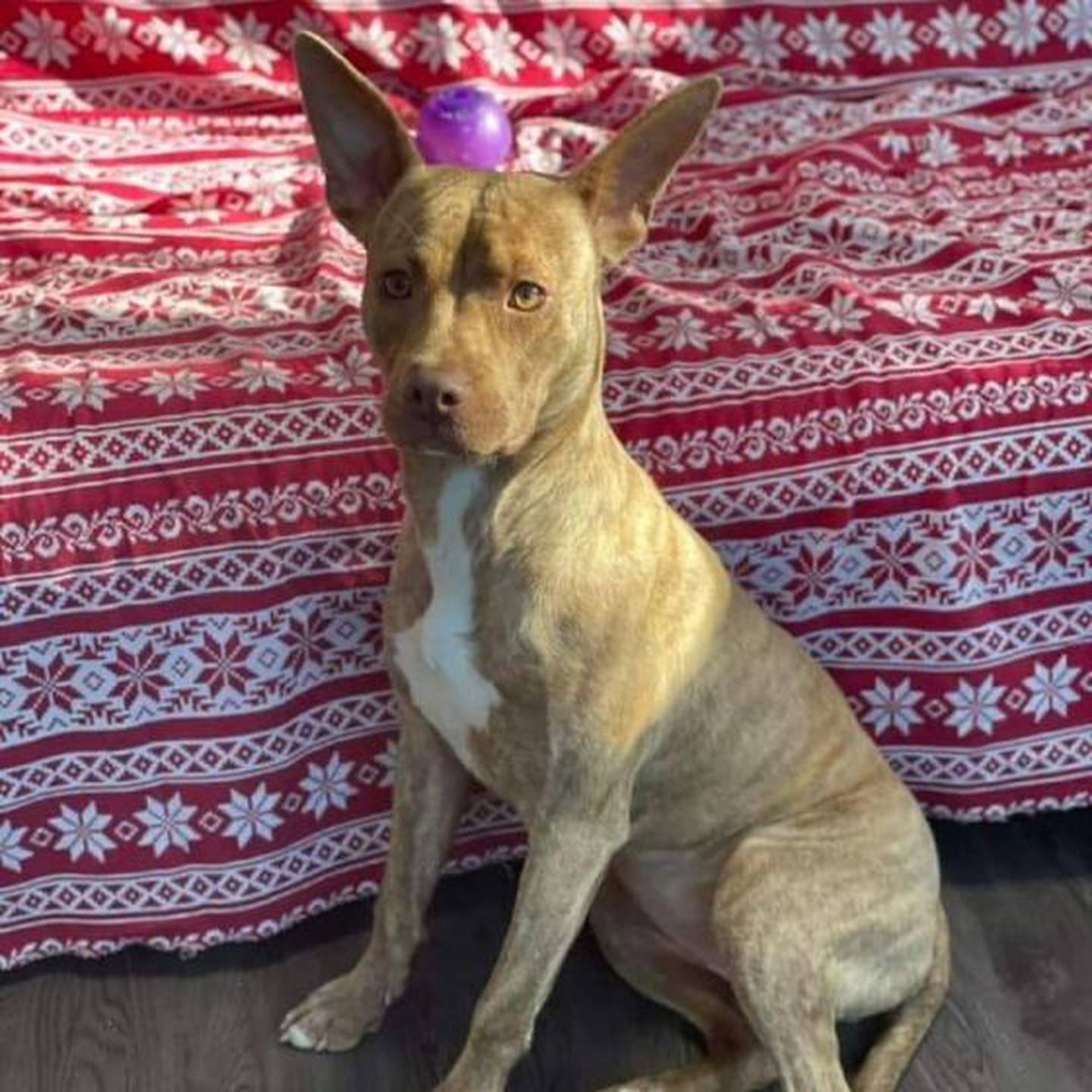 Jolee is an eight-month old terrier mix. She is very sweet, full of love, and would be a perfect addition to a family. To meet Jolee, contact Hopeful Tails Animal Rescue at hopefultailsadoptions@outlook.com. Visit hopefultailsanimalrescue.org.