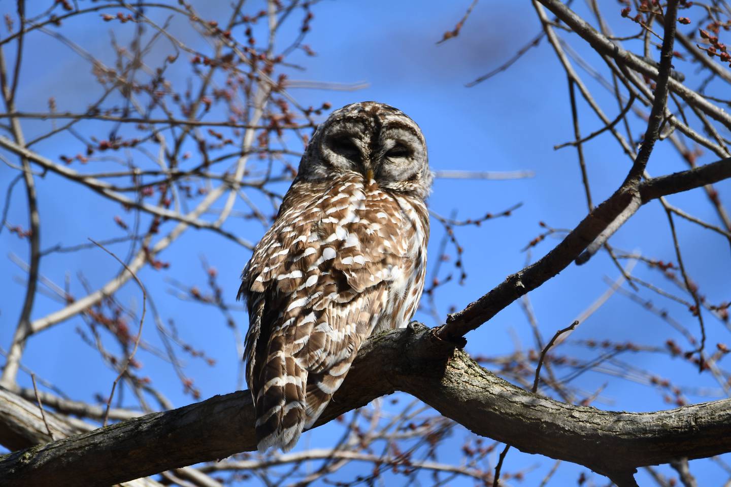 Learn more about owls by registering for a free Forest Preserve District of Will County owl hike in December.