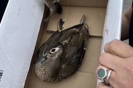 Good Samaritans stop traffic to help ducklings in the street in Crystal Lake