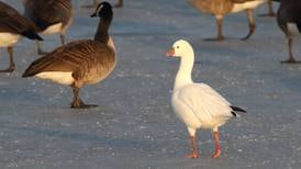 Good Natured in St. Charles: Birders record ‘cute’ rare goose sighting