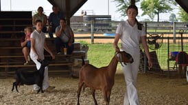 Ogle County 4-H Fair Goat Show winners named