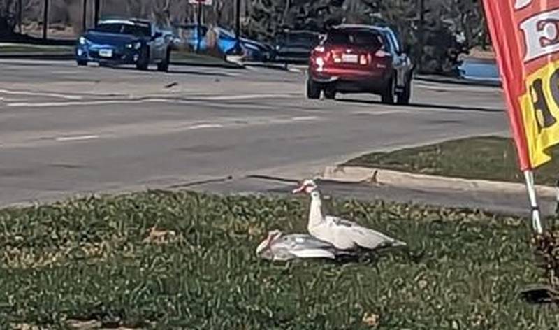 A good Samaritan rescued two domesticated ducks found along Route 120 in Lakemoor the morning of Nov. 24, 2023. The Lakemoor Police Department posted photos of the ducks on its Facebook page, hoping to find the owners.