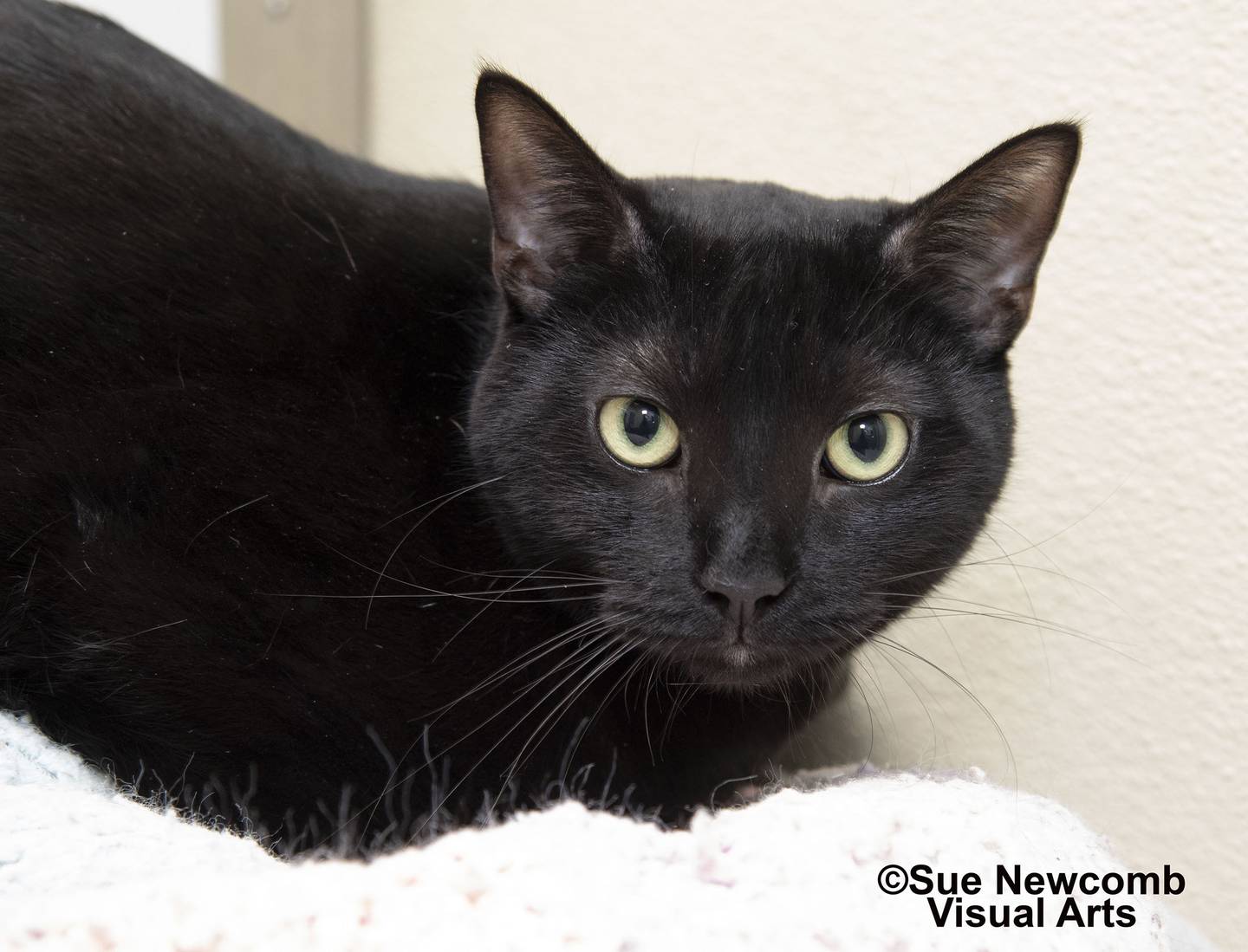 Draco is a domestic shorthair who came to the shelter with his brother, Leonardo. Both are very sweet but a bit shy. Draco and Leonardo are a bonded pair, so they need to be adopted together. Contact the Will County Humane Society at willcountyhumane.com and follow the instructions for the adoption process.