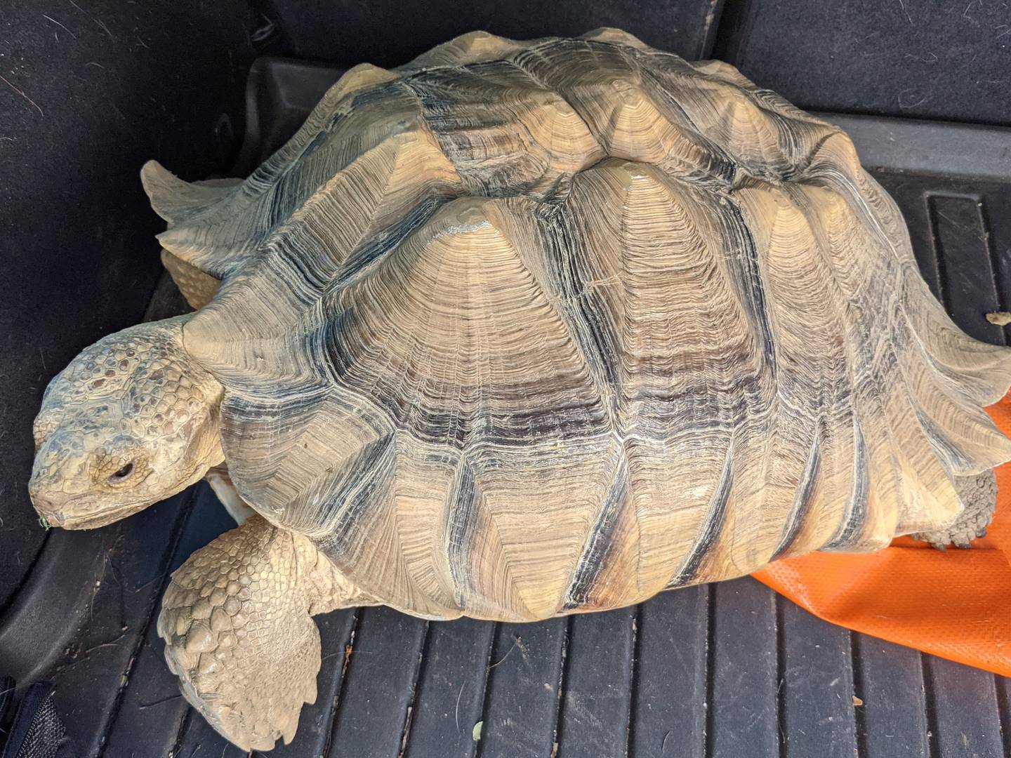 Ding Dong, a pet sulcata tortoise, took himself on a little walkabout recently, when a gate was accidentally left open. Sulcatas, also known as African spurred tortoises, are native to grasslands and savannas in northern Africa.