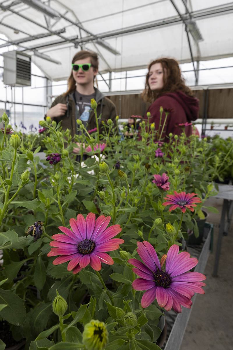 Plants were a hot commodity in Sterling High School’s greenhouse Thursday, May 9, 2024 during Farmapalooza. Succulents, flowers and herbs were selling out fast to help the FFA program.