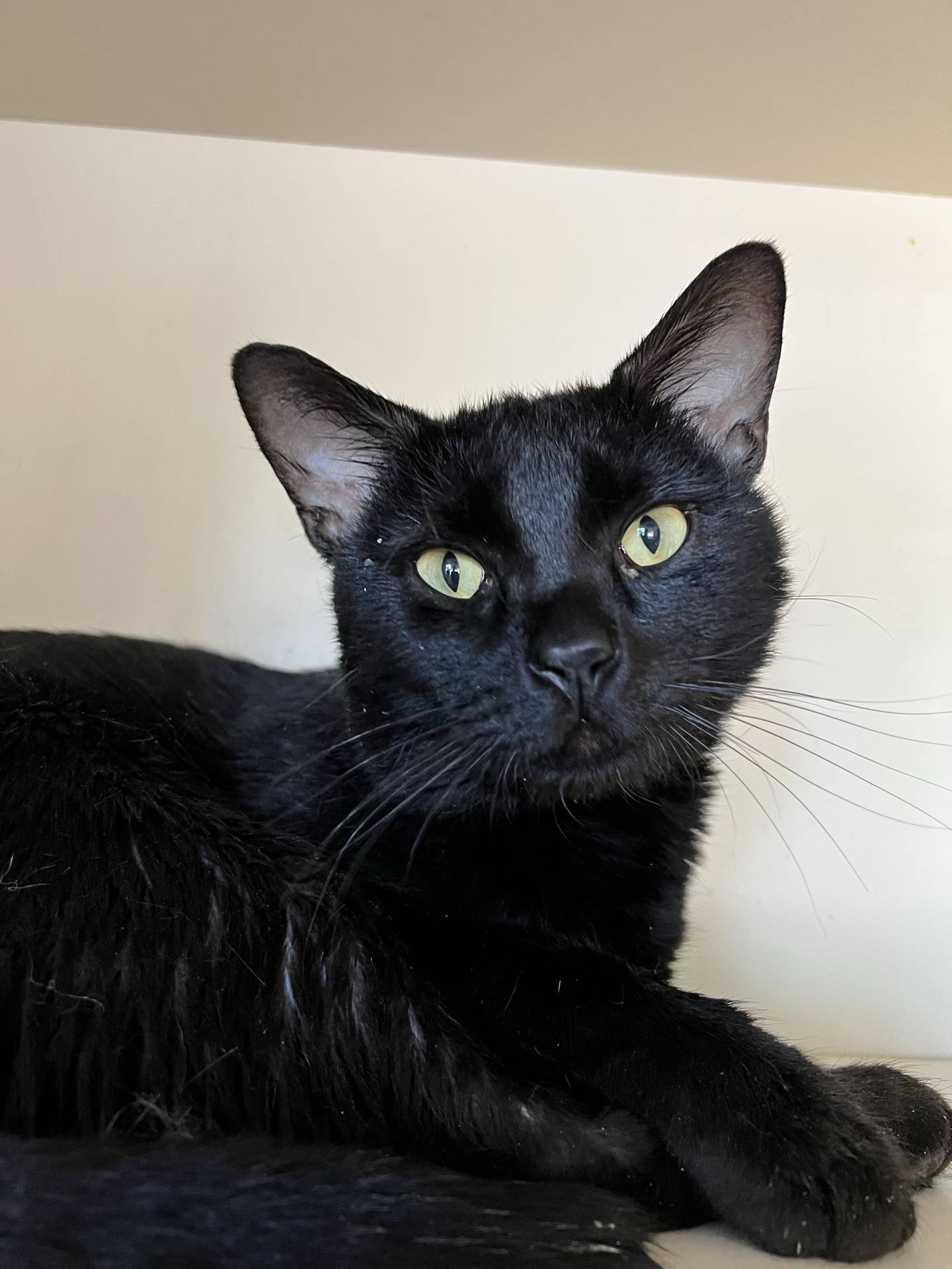 Woody is a 2-year-old male domestic shorthair that was found as a stray. He is very personable, friendly and easy to handle. He seems to like everyone he meets, including other cats and children. To meet Woody, email Catadoptions@nawsus.org. Visit nawsus.org.