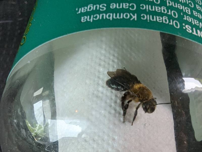 ‘Bobbi,’ an Andrena, or mining bee, took the long way home (another great road trip song!) the other day while out foraging for pollen and nectar.