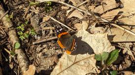 Good Natured in St. Charles: Red admiral butterfly’s life cycle still a mystery