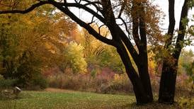 Trees 101: Tips on planting, identifying and urban forests from Illinois Extension