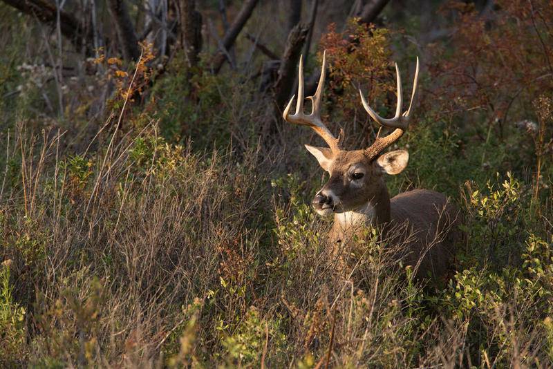 Because of COVID-19, the Illinois Department of Natural Resources is announcing changes to chronic wasting disease check station procedures in Ogle and Carroll counties during the 7 -day firearm deer hunting season, Nov. 20-22 and Dec. 3-6.