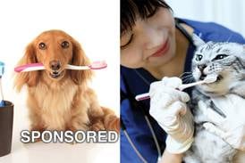 Pet Dental Health Month: Protecting the Health of Pets of All Shapes and Sizes