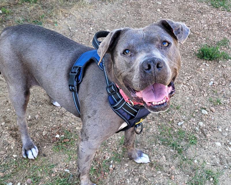 Wendy is Save-A-Pet's pet of the week for Nov. 7, 2024.