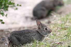 Down the Garden Path: Managing garden pests