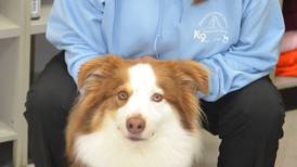 A bark and a prayer: Granny Rose Animal Shelter aims to place animals in their forever homes