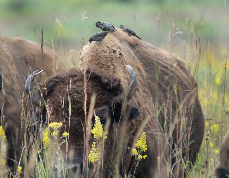 Birds catch bugs as they ride on the back of a bison at the Nachusa Grasslands, 2075 Lowden Road, Franklin Grove, on Saturday, Sept. 20, 2025. Wagon rides out to the prairie to see the bison were offered during the Grasslands' annual Autumn on the Prairie event.