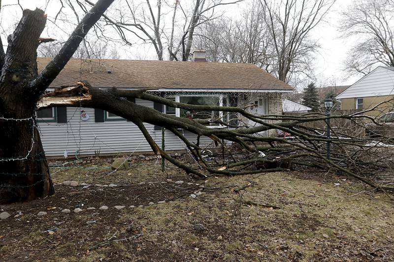 A large tree branch down in the front yard of a home in the 4900 block of State Street in Crystal Lake, on Thursday, Feb. 23, 2023, as county residents recover from a winter storm that knocked down trees and created power outages throughout McHenry County.