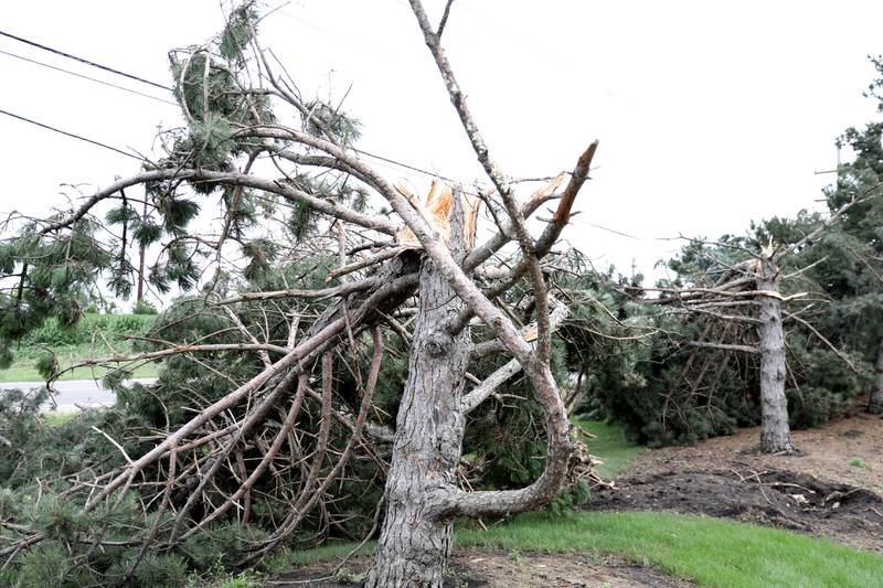 Trees down on Jeff Johnson’s unincorporated Elgin property following a tornado that touched down on Wednesday, July 12, 2023.