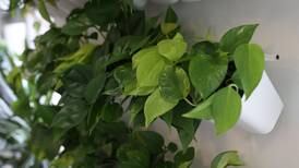 Down the Garden Path: Plan a summer vacation for your houseplants