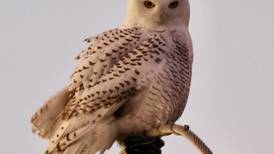 Snowy owl dazzles as it visits McHenry-area field over weekend; 1st recorded sighting in county in 6 years