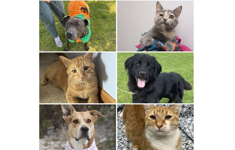 The Herald-News presents this week’s Pets of the Week. Read the description of each pet to find out about that pet, including where it can be adopted in Will County.