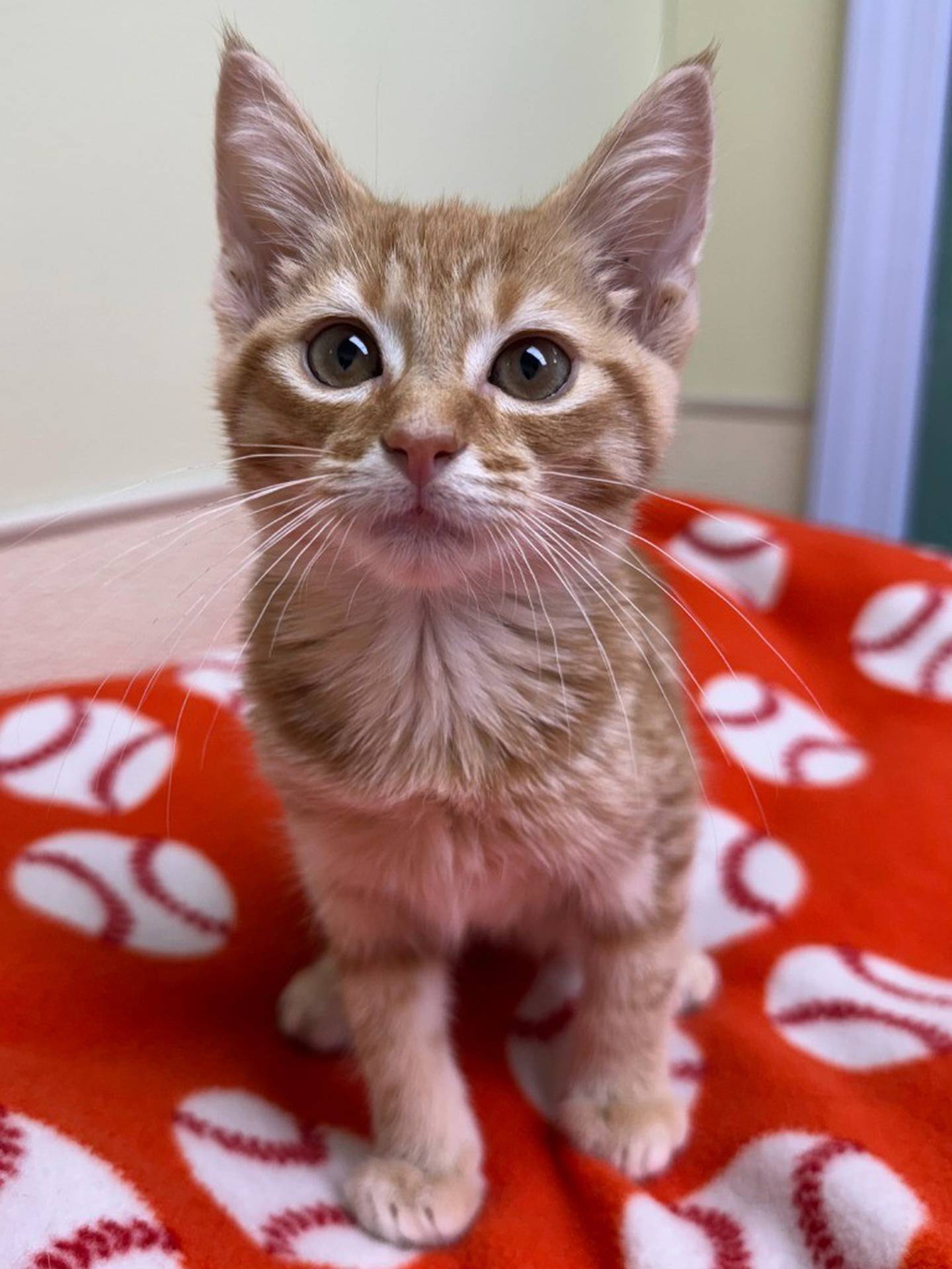 Truffles is a 20-week-old adorable ginger. He was born at a local animal control and then immediately went into a loving foster home, until he was old enough to return to the shelter. He is sweet and incredibly playful. Contact the Will County Humane Society at willcountyhumane.com and follow the instructions for the adoption process.