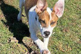 Young dog ready to follow his forever family