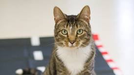 Save-A-Pet to host Furry Friends 5K and 1-Mile Six-Legged Fun Walk