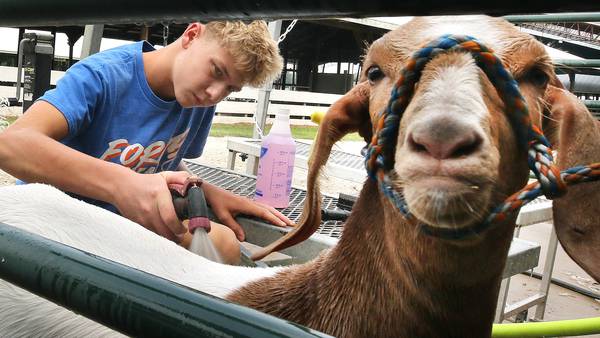 Photos: DeKalb County youth participate in 4-H Livestock Fair