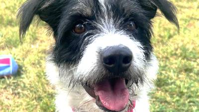 ‘Elegant, scruffy’ dog aims to fetch forever family