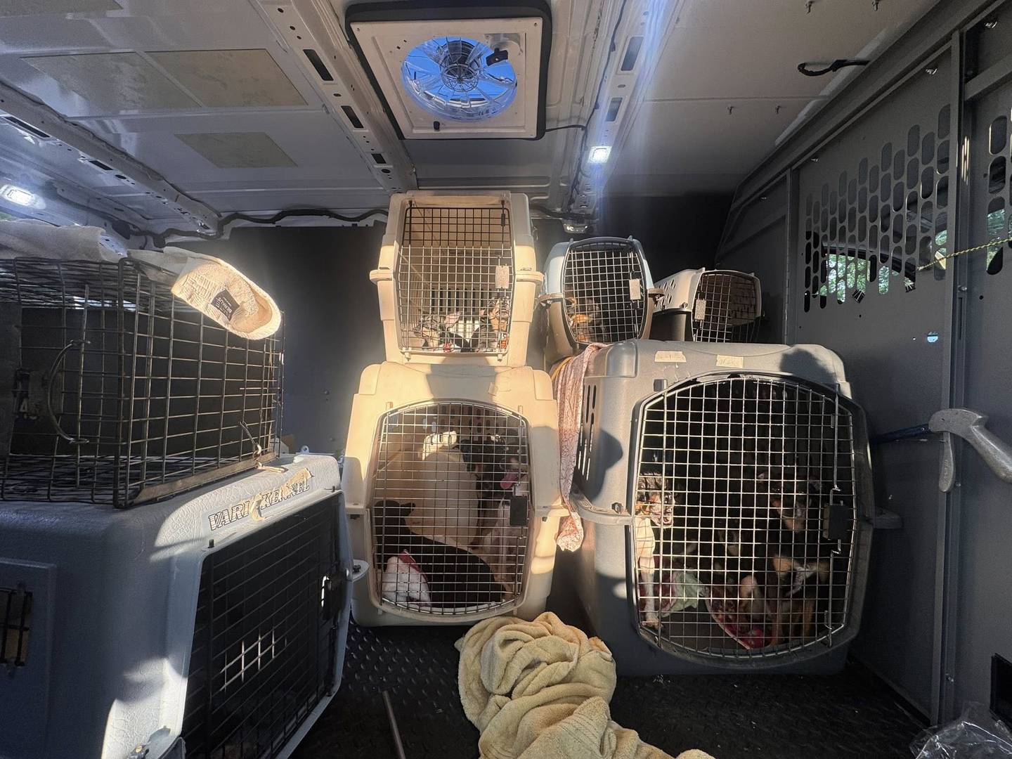 A total of 52 dogs were removed on Wednesday, July 9, 2025, from a Wauconda home. The homeowner has been charged with misdemeanor animal cruelty.