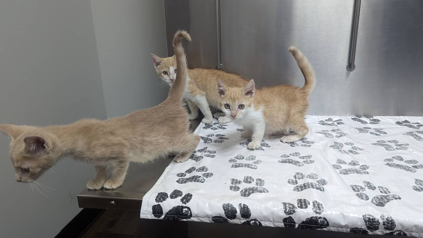 VCA Joliet Animal Hospital has approximately 33 kittens that need good homes, including Koy, Tetra and Guppy. Kittens are litter-box trained and had age-appropriate vaccinations.