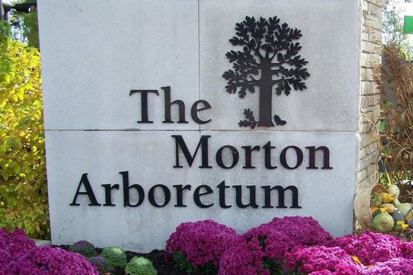 Fiery maples and golden ginkgos are some of the fall color showstoppers at Morton Arboretum