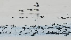 Hunting permit lottery for Potters Marsh will be July 30