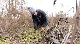 Photos: Clean up at the Keith A. Olson Prairie in Elmhurst