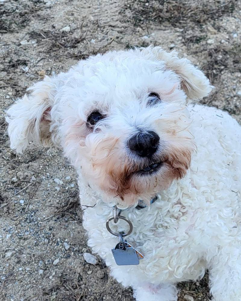 Toby is Save-A-Pet's pet of the week for Dec. 19, 2024.