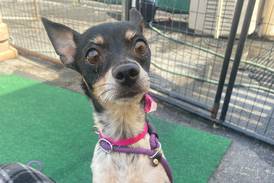 Plainfield-based animal rescue plans to relocate to Minooka