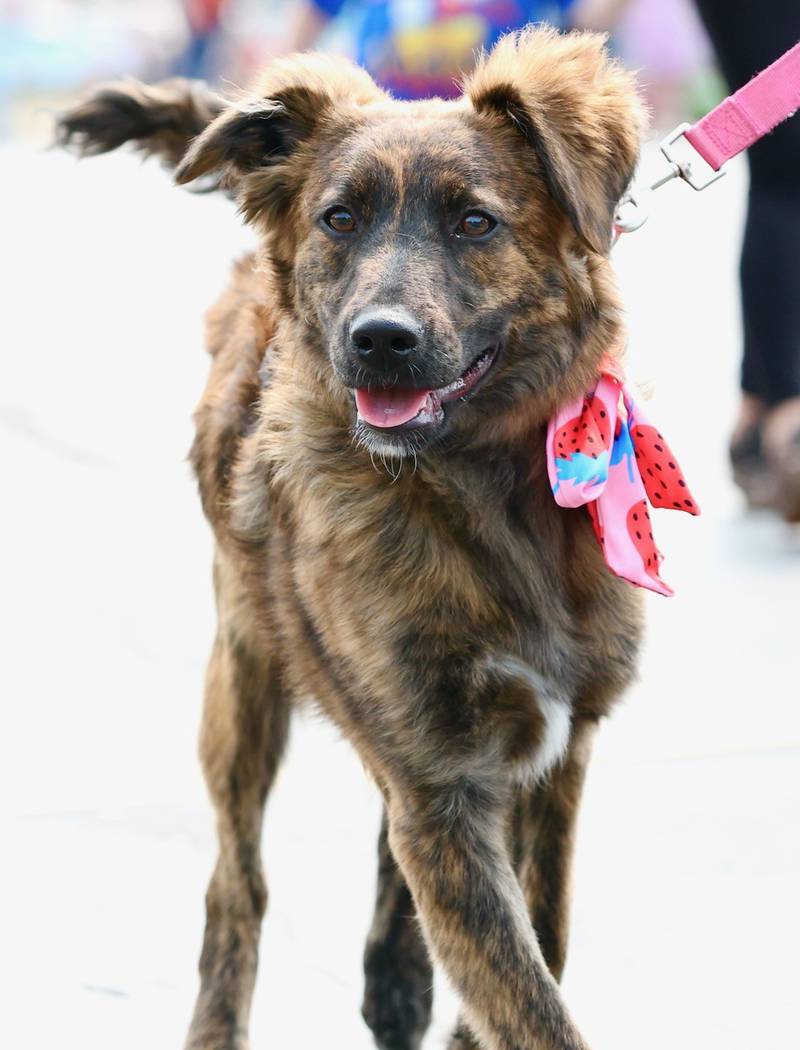 Greenfield Retirement Home in Princeton hosted a Paws on Park Avenue to entertain its residents on Saturday, May 31.