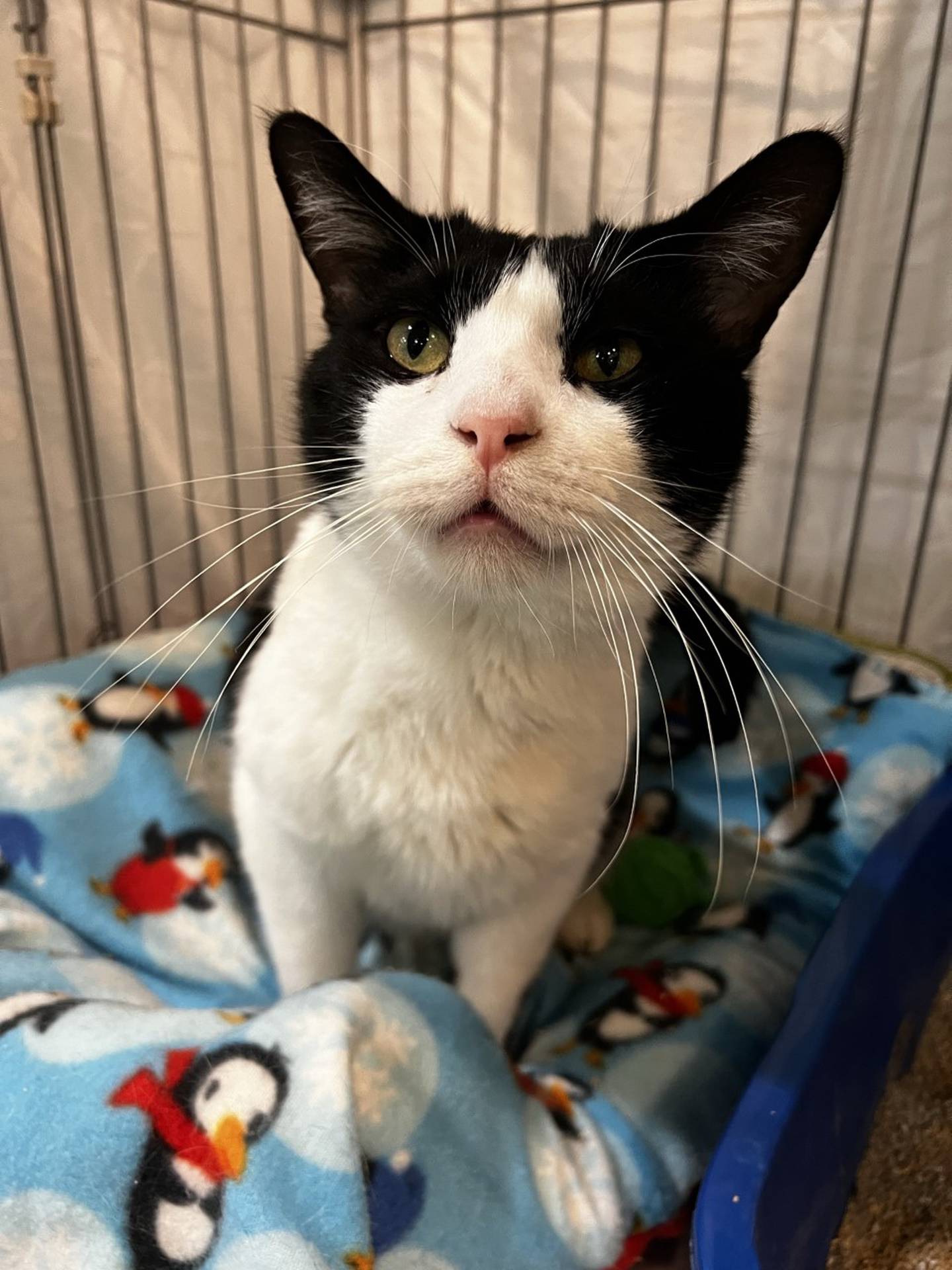 Prince is a 5-year-old domestic shorthair that lost the only home he knew when his owner moved. He is friendly, outgoing, curious and gentle. He is good with other cats. Prince immediately greets new people and seeks out pets and attention. To meet Prince, email Catadoptions@nawsus.org. Visit nawsus.org.
