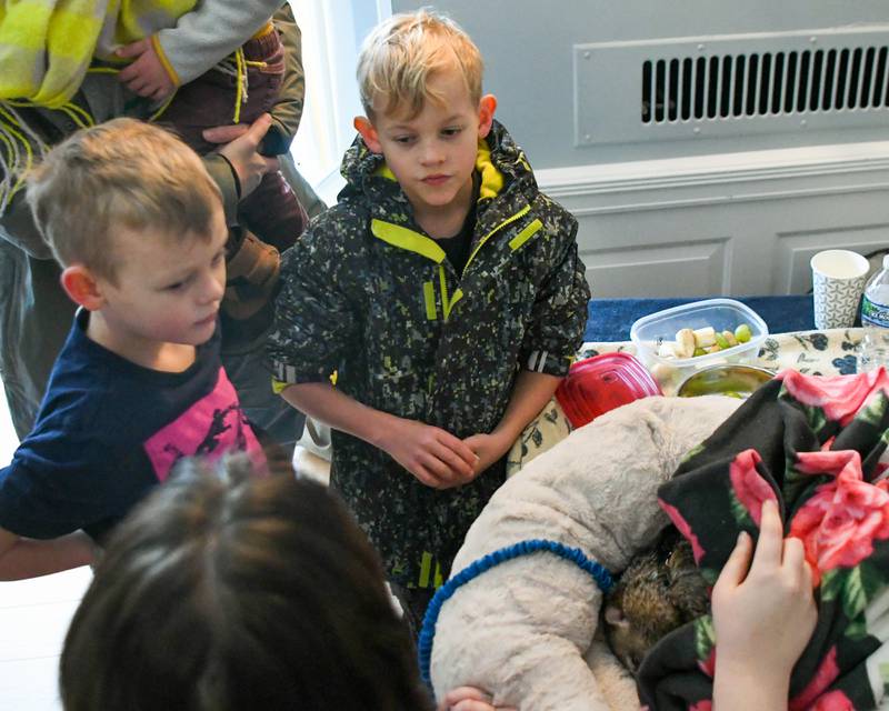 Isaac, 8, and brother Caleb Trcka, 6, of St. Charles learn about a 2-year-old orphaned woodchuck named Wanda during the Forest Preserve District of Kane County's Polar-Palooza event on Saturday Jan. 17, 2026, in St. Charles.