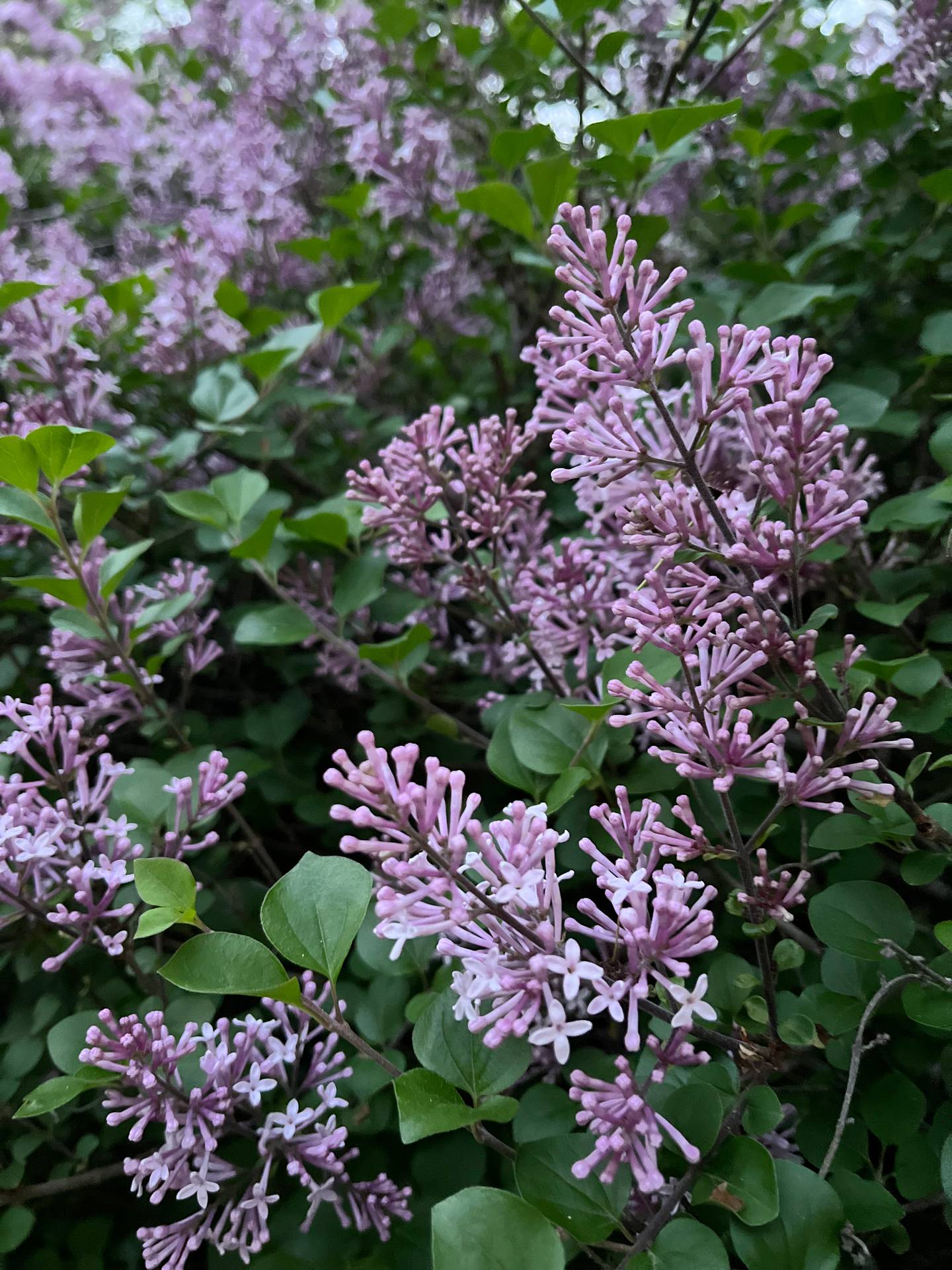 Lilacs in full bloom add a touch of color to the spring landscape.
