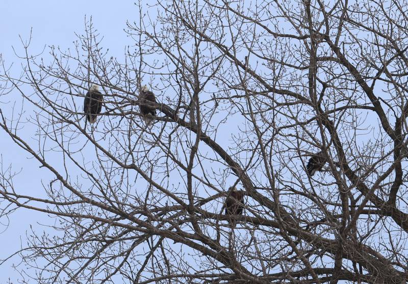Bald eagles rest in a tree above Lock 19 along the Hennepin Canal on Thursday, Jan. 1, 2026 near Wyanet. The water at the Lock 19 doesn't completely freeze over allowing the birds to thrive over open water. Around a half-dozen eagles were spotted above the lock.