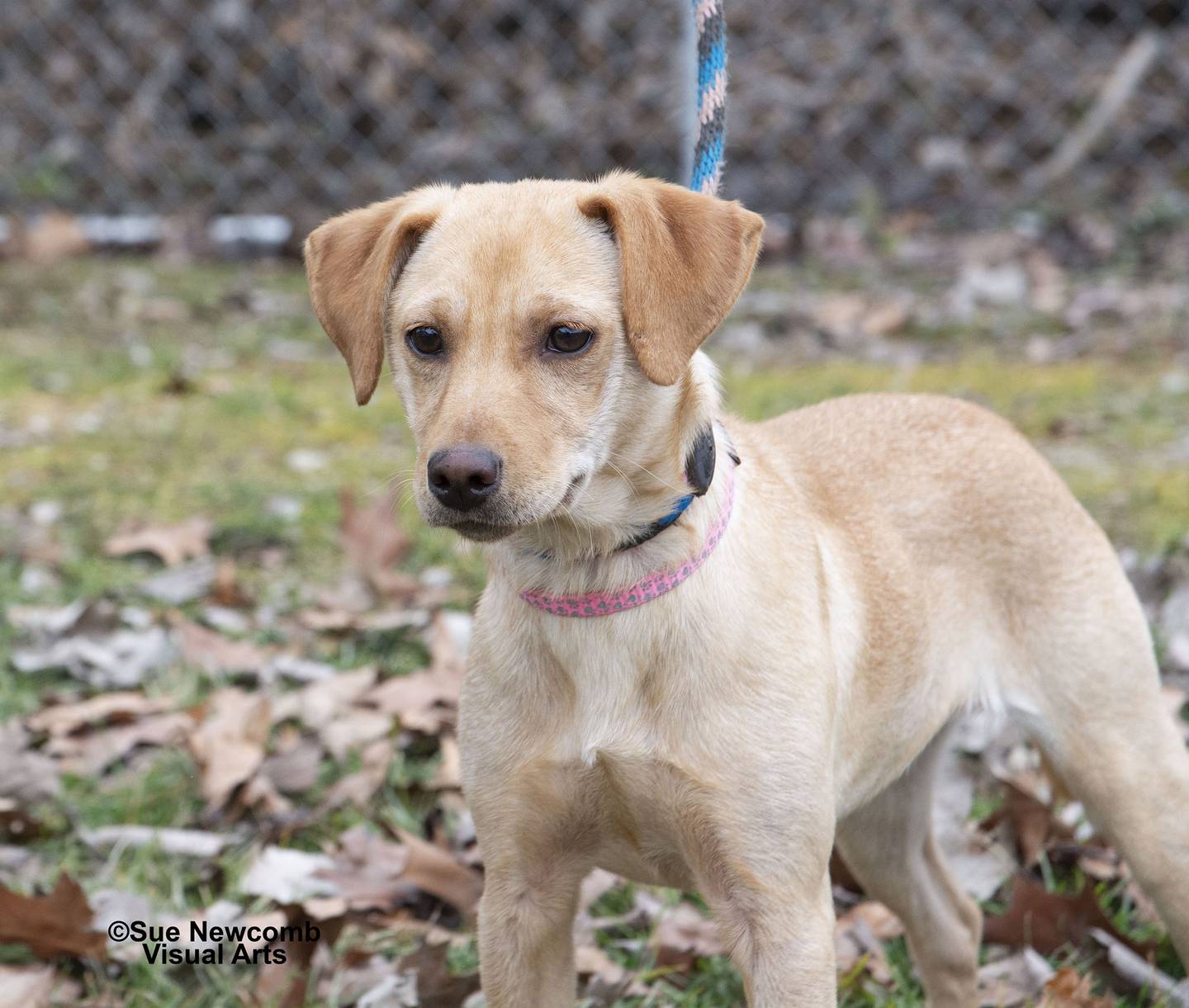 Fiona is an energetic Chihuahua mix puppy. She needs a family to help her through puppyhood and training. Contact the Will County Humane Society at willcountyhumane.com and follow the instructions for the adoption process.