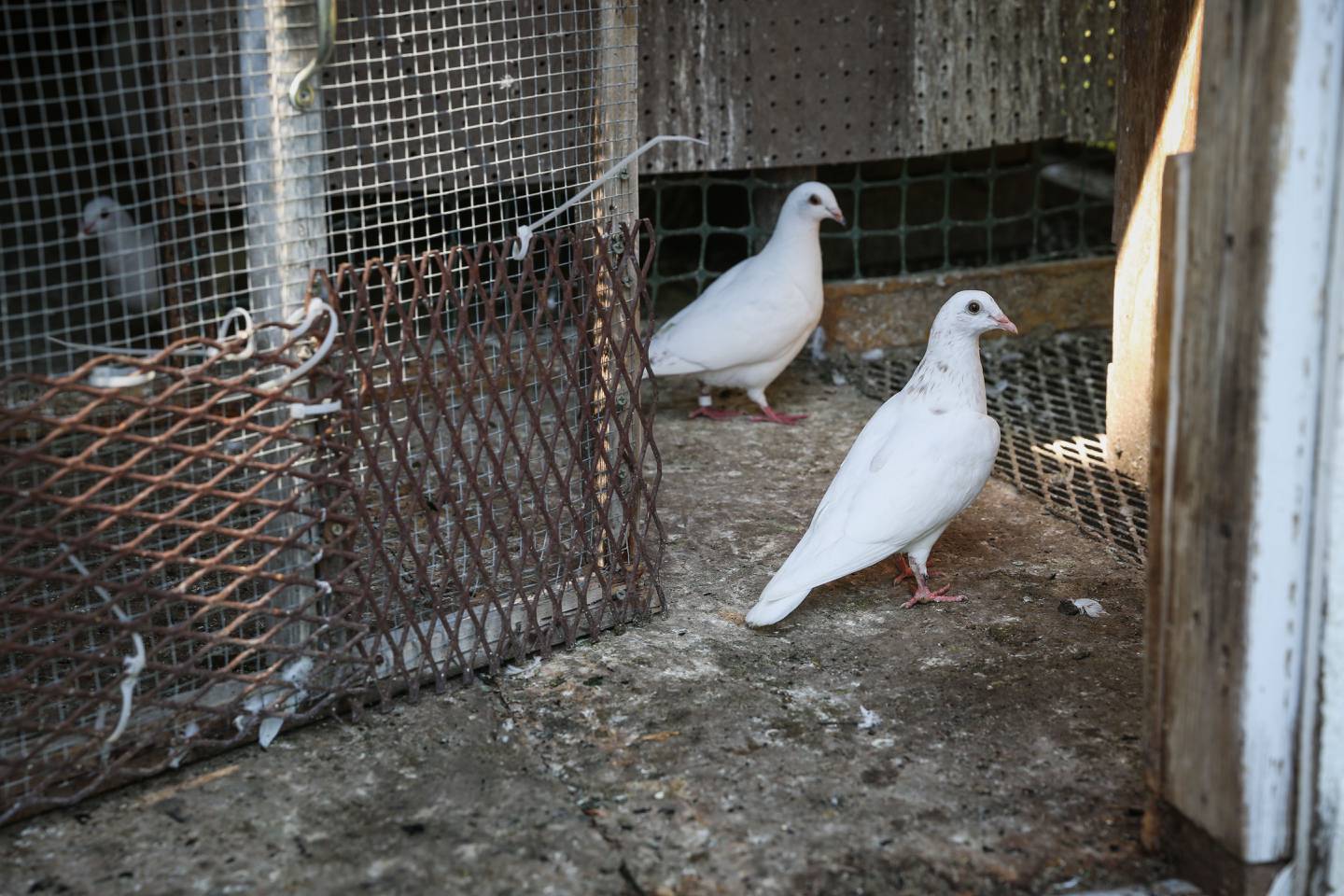 A shed fire in Marengo Thursday, July 14, 2022, injured one man and led to dozens of white doves escaping.