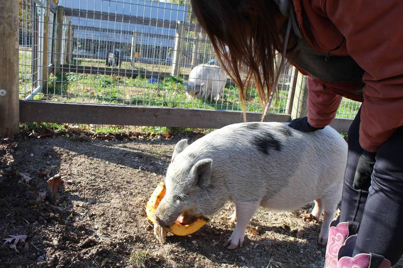 Hooved Animal Humane Society operations and development manager Traci Bennett pets pig Buttercup while she snacks away at a pumpkin.