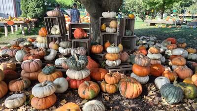 Wander Woman: Looking for pumpkins? Check out these 6 Illinois Valley farms and stands